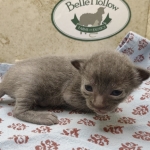 Blue-female-Savannah-kitten-d