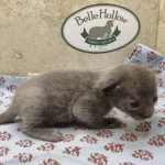 Blue-female-Savannah-kitten-e