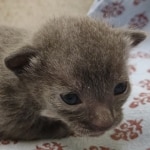 Blue-female-Savannah-kitten-g