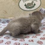 Blue-female-Savannah-kitten