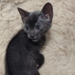 F-6SBT-Blue-savannah-kitten-a