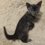 F-6SBT-Blue-savannah-kitten-b