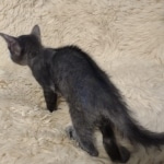 F-6SBT-Blue-savannah-kitten-c