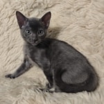 F-6SBT-Blue-savannah-kitten