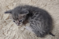 Max Savannah Kitten F-6SBT Blue Amber Male #1 DOB 4-3-25 