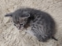 Max Savannah Kitten F-6SBT Blue Amber Male #1 DOB 4-3-25 