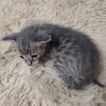 Blue-Male-Kitten-1-