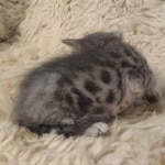 Blue-Male-Kitten-1-a