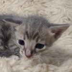 Blue-Male-Kitten-1-b