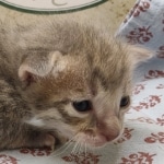 Blue-Male-Savannah-Kitten-1f