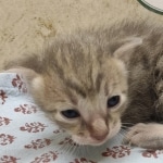 Blue-Male-Savannah-kitten-1-f