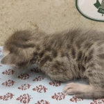 Blue-Male-Savannah-kitten-1