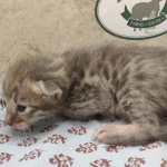 Blue-Male-Savannah-kitten-1b