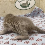 Blue-Male-Savannah-kitten-1c