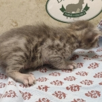 Blue-Male-Savannah-kitten-1d