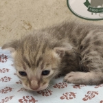 Blue-Male-Savannah-kitten-1e