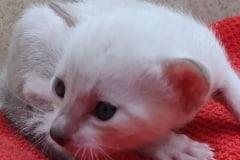 Elsa Savannah Kitten F-6SBT Snow Female DOB 11-21-24