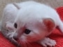 Elsa Savannah Kitten F-6SBT Snow Female DOB 11-21-24