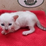 Female-Snow-kitten-