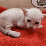 Female-Snow-kitten-a