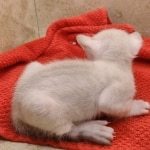 Female-Snow-kitten-b