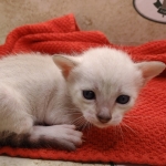 Female-Snow-kitten-c