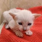 Female-Snow-kitten-d