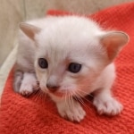 Female-Snow-kitten-f