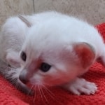 Female-Snow-kitten-g