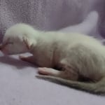Savannah-F-6SBT-Snow-Female