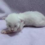 Savannah-F-6SBT-Snow-Female