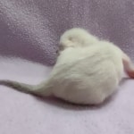 Savannah-F-6SBT-Snow-Female