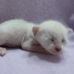 Savannah-F-6SBT-Snow-Female
