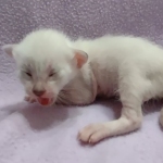 Savannah-F-6SBT-Snow-Female