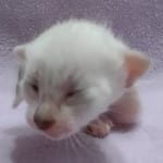 Savannah-F-6SBT-Snow-Female