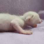 Savannah-F-6SBT-Snow-Female