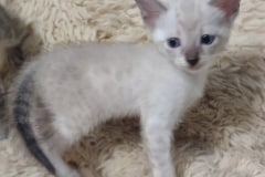 Calypso Savannah Kitten F-6SBT Snow Female DOB 4-3-25