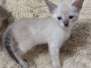 Calypso Savannah Kitten F-6SBT Snow Female DOB 4-3-25