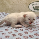 Snow-Female-Savannah-