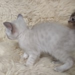 Snow-female-Kitten-1