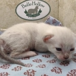 Snow-female-Savannah-kitten-a