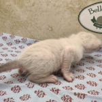 Snow-female-Savannah-kitten-b