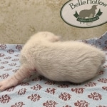 Snow-female-Savannah-kitten-c