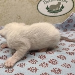 Snow-female-Savannah-kitten-d