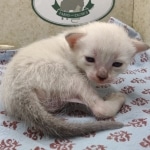 Snow-female-Savannah-kitten-f