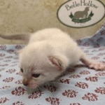 Snow-female-Savannah-kitten-g