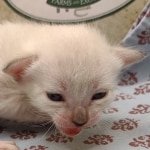 Snow-female-Savannah-kitten-h