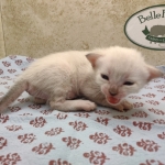 Snow-female-Savannah-kitten