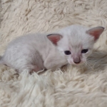 Snow-female-kitten-