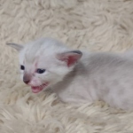 Snow-female-kitten-a